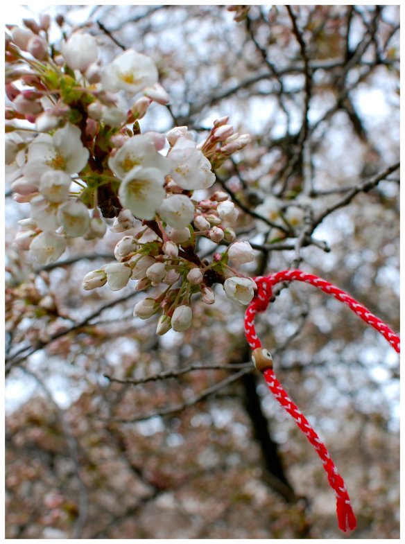 blossom branch with charm